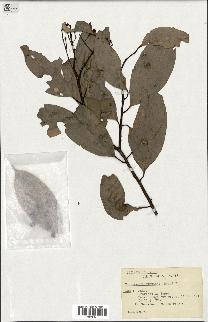 spécimen de Cinnamomum burmannii