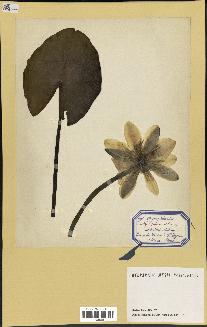 spécimen de Nymphaea alba