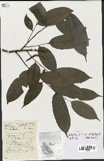 spécimen de Xylopia aethiopica