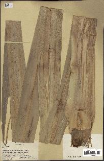 spécimen de Pandanus tectorius