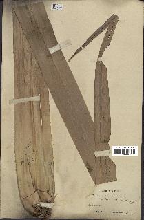 spécimen de Pandanus tectorius