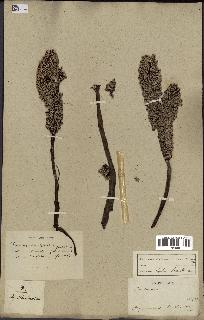 spécimen de Pandanus tectorius
