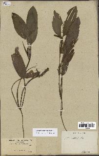 spécimen de Potamogeton nodosus