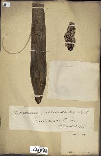 spécimen de Pandanus tectorius
