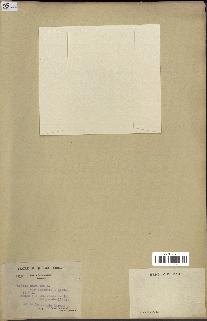spécimen de Ruppia maritima