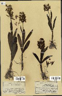 spécimen de Orchis sambucina