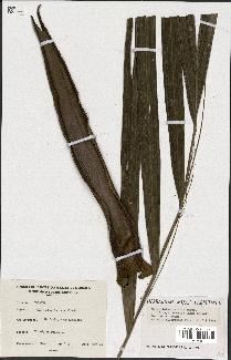 spécimen de Burretiokentia vieillardii