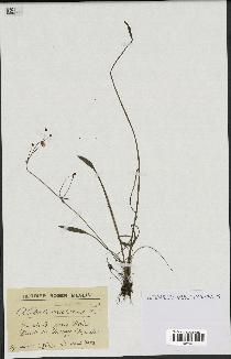 spécimen de Alisma ranunculoides