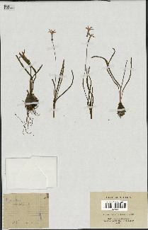 spécimen de Hyacinthus orientalis