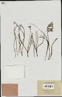 spécimen de Hyacinthus orientalis