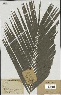 spécimen de Calamus sp.