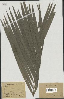 spécimen de Calamus sp.