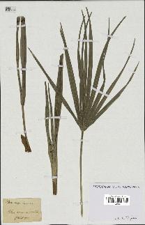 spécimen de Chamaerops humilis