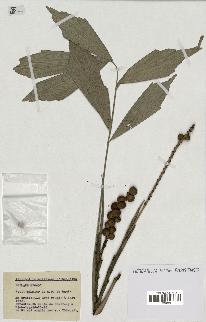spécimen de Arenga caudata