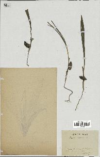spécimen de Phoenix dactylifera