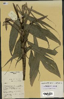spécimen de Dypsis lokohoensis