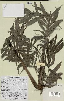 spécimen de Dypsis linearis