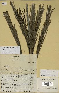 spécimen de Dypsis linearis