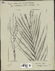 spécimen de Dypsis linearis