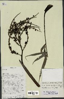 spécimen de Dypsis linearis