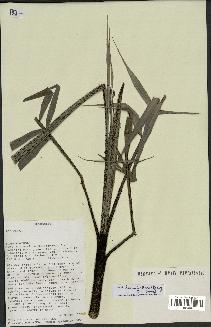 spécimen de Dypsis linearis