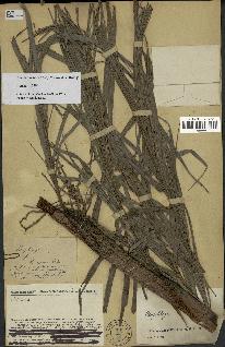 spécimen de Dypsis linearis