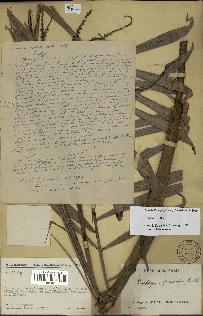spécimen de Dypsis linearis