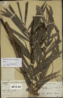 spécimen de Dypsis linearis