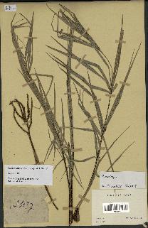 spécimen de Dypsis linearis