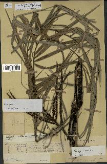 spécimen de Dypsis linearis
