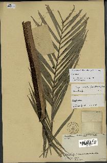 spécimen de Dypsis linearis