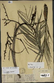 spécimen de Dypsis linearis