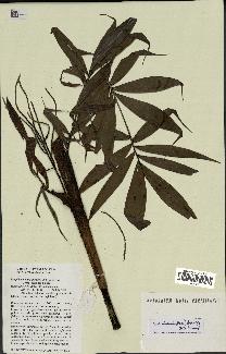 spécimen de Dypsis linearis