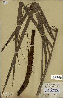 spécimen de Dypsis lastelliana