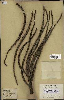 spécimen de Dypsis lastelliana