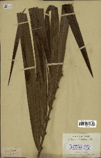 spécimen de Dypsis lastelliana