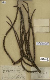 spécimen de Dypsis lastelliana