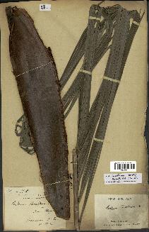 spécimen de Dypsis lastelliana