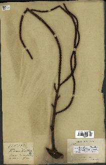 spécimen de Dypsis lastelliana