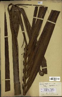 spécimen de Dypsis lastelliana