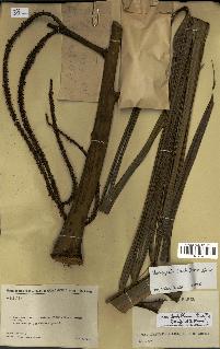 spécimen de Dypsis lastelliana