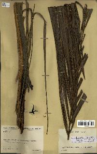 spécimen de Dypsis lastelliana