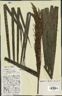 spécimen de Ravenea sambiranensis
