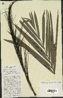 spécimen de Ravenea sambiranensis