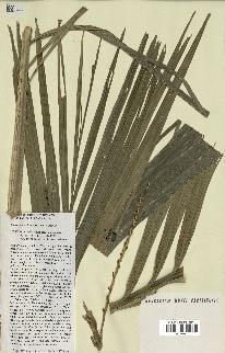 spécimen de Ravenea sambiranensis