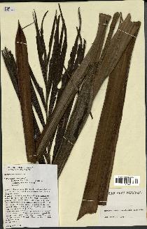 spécimen de Ravenea sambiranensis