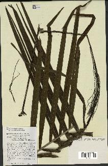 spécimen de Ravenea sambiranensis
