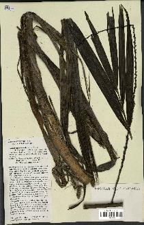 spécimen de Ravenea sambiranensis