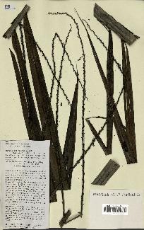 spécimen de Ravenea sambiranensis