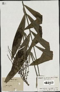 spécimen de Desmoncus macroacanthos